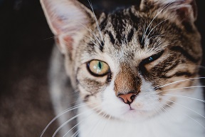 winking cat